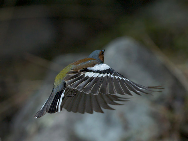 Peippo, Common Chaffinch, Fringilla coelebs